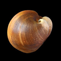 ossenhartschelp (Glossus humanus) 5-2016 9464